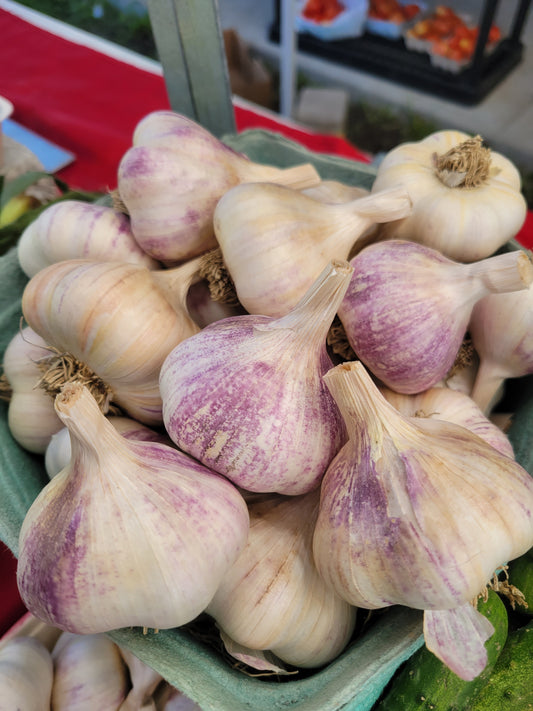 Garlic - Planting Garlic - Reg. - x 20 lbs