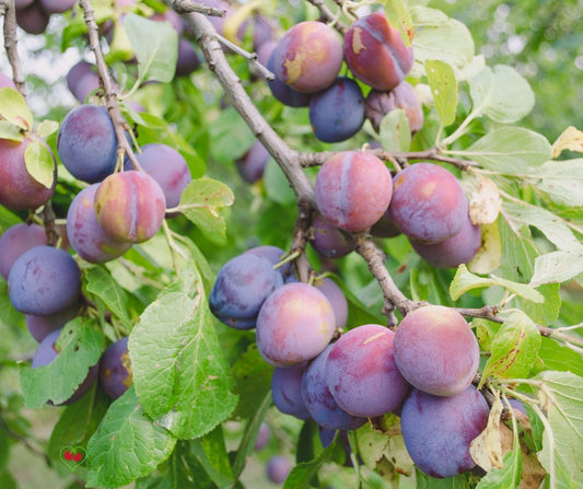 Plums - Italian Prune - Reg - 20 lbs