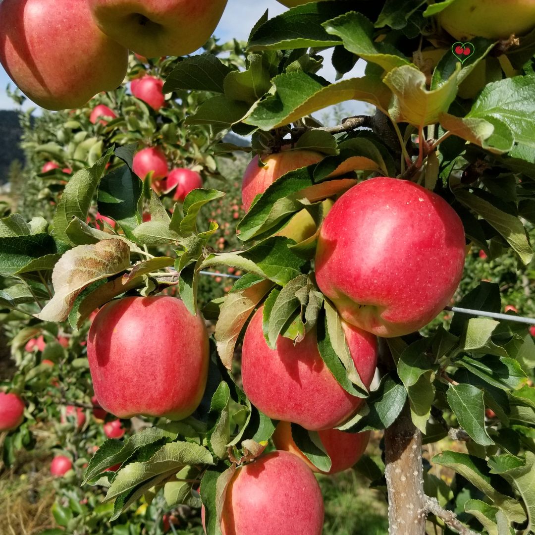 Apples - Ambrosia - BC - x 40 lbs