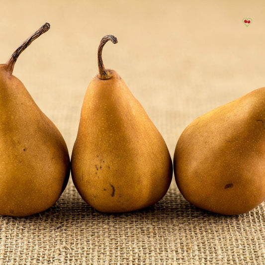 Pears - Bosc – BC - Reg. - x 40 lbs