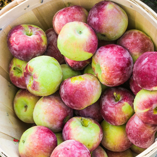 Apples - Mac - BC - Reg. - x 40 lbs